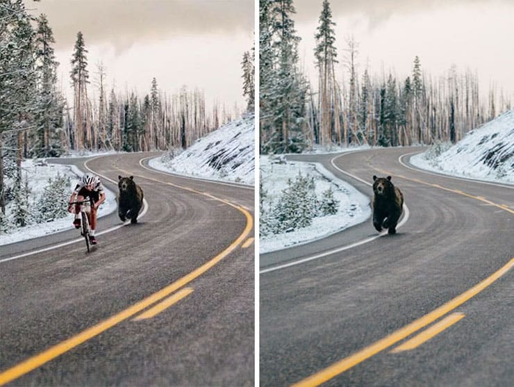 медведь-и-велосипедист